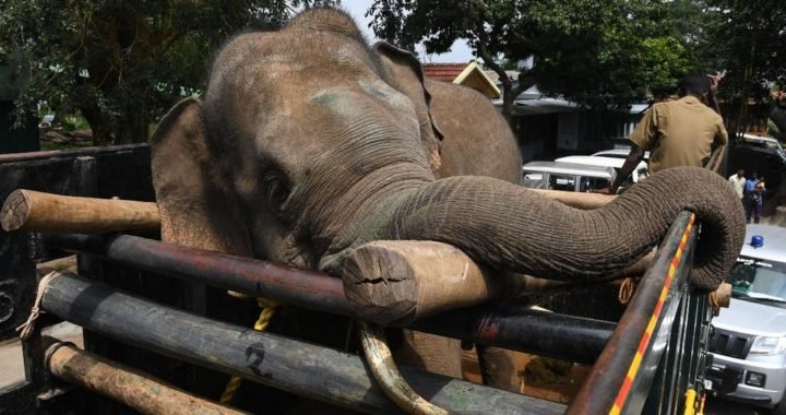 Forest Department staff shifting wild elephant Airisi Raja to Varagaliar elephant camp in Topslip after it was tranquillized and captured from Arthanaripalayam near Pollachi on Thursday.