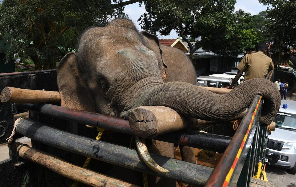 Forest Department staff shifting wild elephant Airisi Raja to Varagaliar elephant camp in Topslip after it was tranquillized and captured from Arthanaripalayam near Pollachi on Thursday.