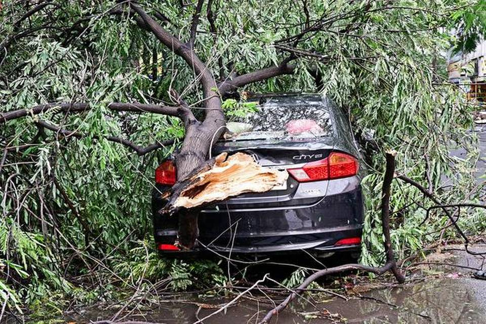 Tree branches fell on a car damaging it at Ramnagar in Coimbatore city on Sunday.
