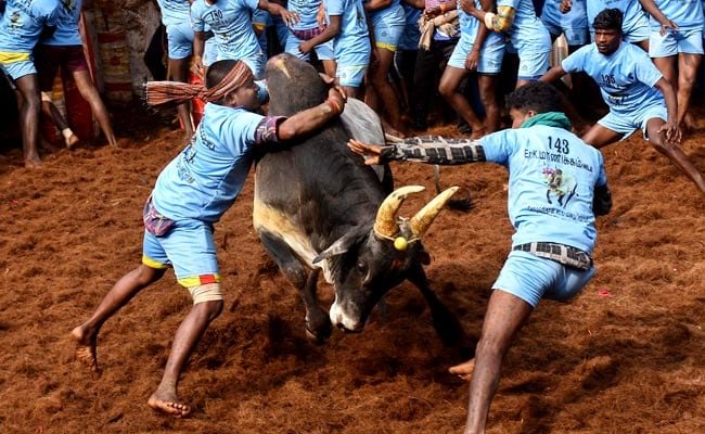 Jallikkattu (bull taming sport) will be held in Coimbatore on February 21.