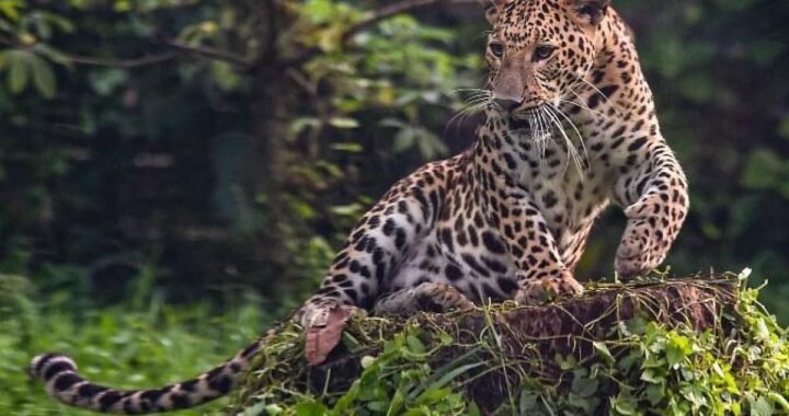 A leopard was spotted by the residents of Kuniyamuthur in Coimbatore (Picture: Representational)