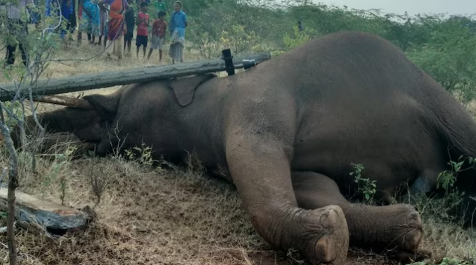 Tamil Nadu, elephant electrocution, wildlife safety, Coimbatore